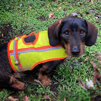 VJT Stoeberhund